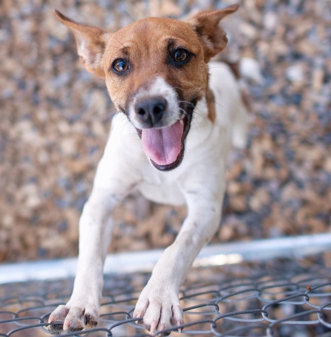 Creating Safe and Secure Spaces, Fencing Solutions for Pet Owners