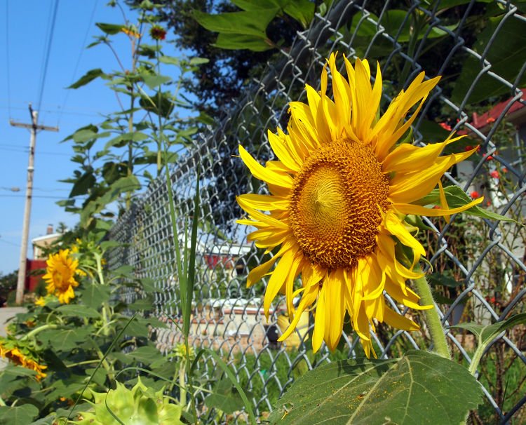 Unveiling the Pros and Cons of Chain Link Fencing