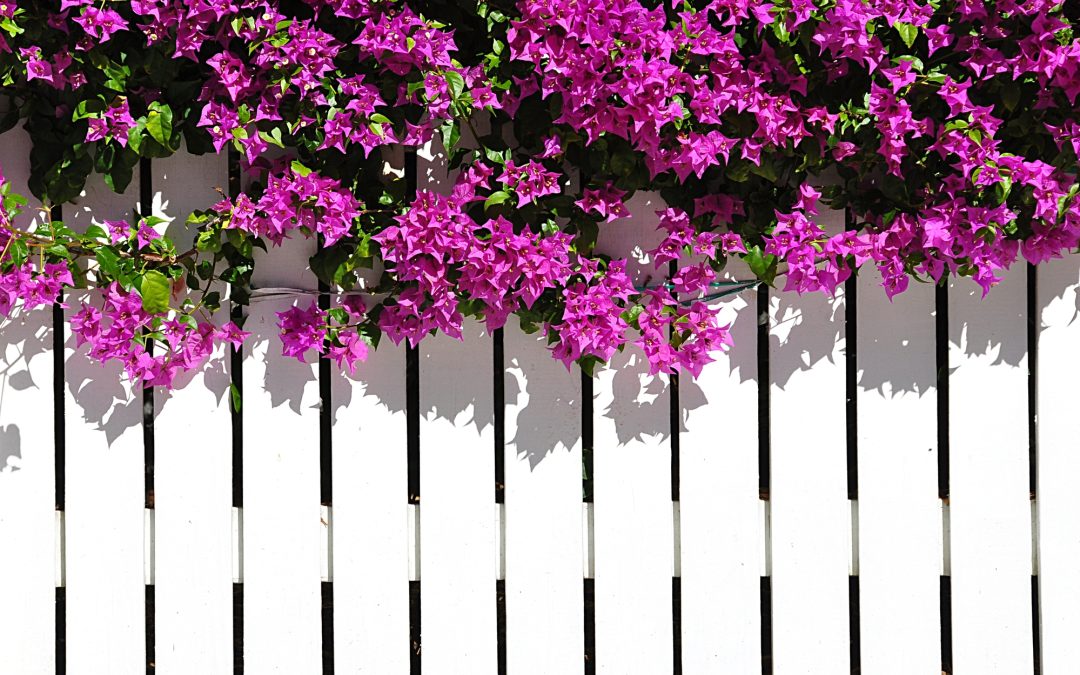 Maintenance Tips for Keeping Your Fence in Top Shape