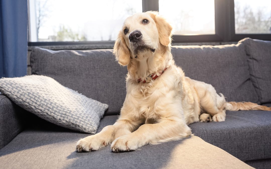 Best Types of Fences for Pet-Friendly Yards for Your Pets